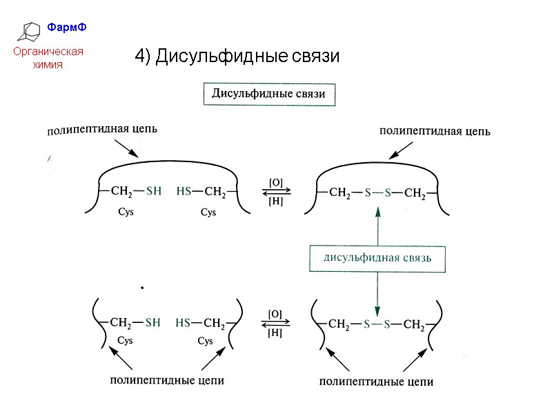 ФармФ  Органическая химия 4) Дисульфидные связи